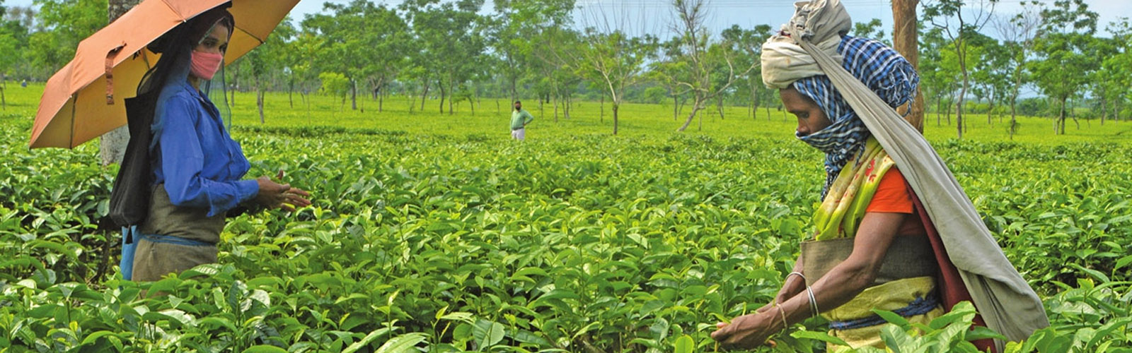 The Valley of Tea and Ethnicity